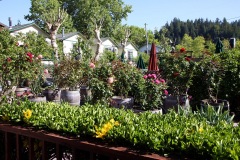 russian-river-hotel-the-woods-cottages-cabins-09