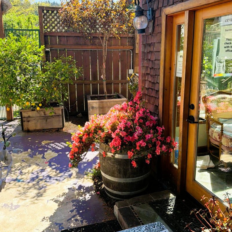 spring bloom at the woods