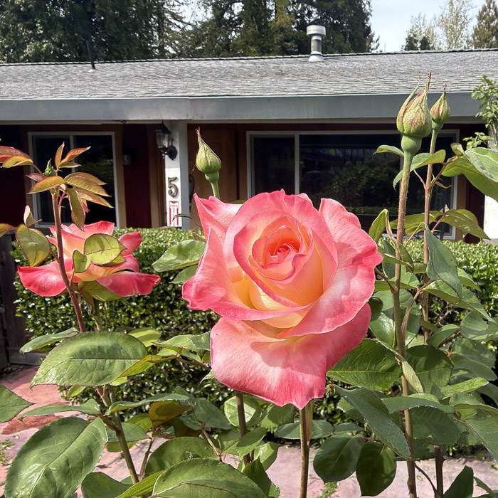 roses at russian river hotel