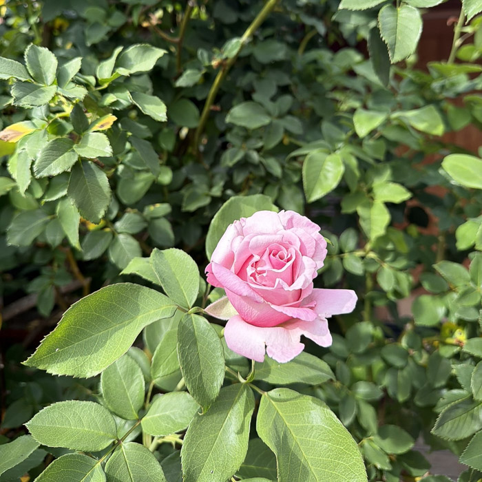 michael's roses at the woods spring bloom