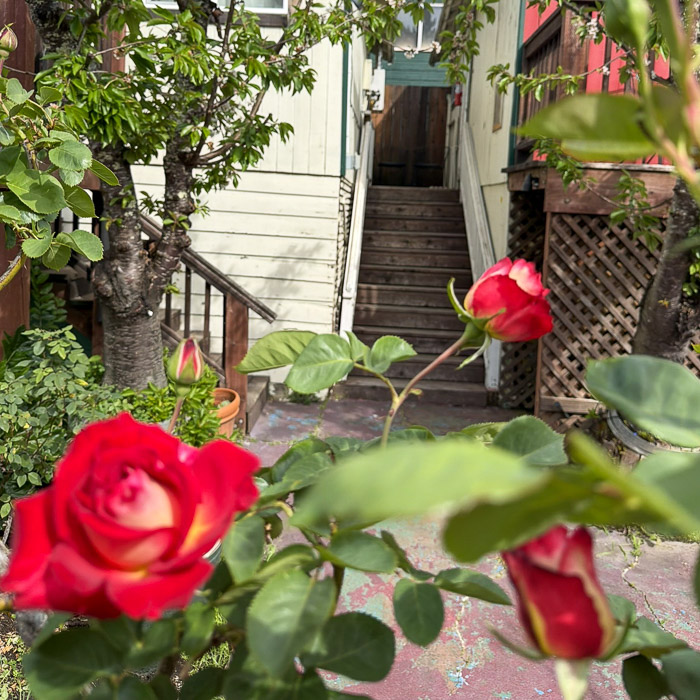 roses at the woods russian river inn
